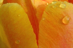9-075-tulip