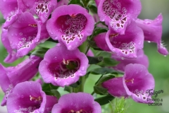 DSC_8046_Foxglove