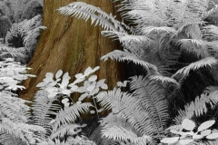 Redwood & Ferns IR
