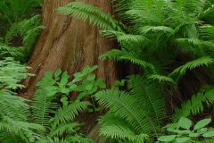 Redwood & Ferns