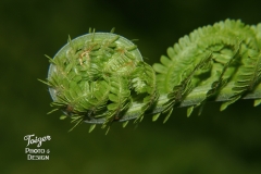 Fiddlehead Ferns