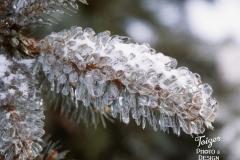 Frozen Spruce