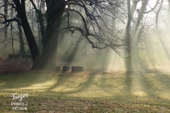 Woodland Halo