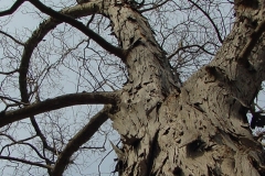 Shagbark Hickory