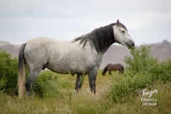 DSC_9584_Gray
