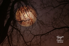 Winter Moon